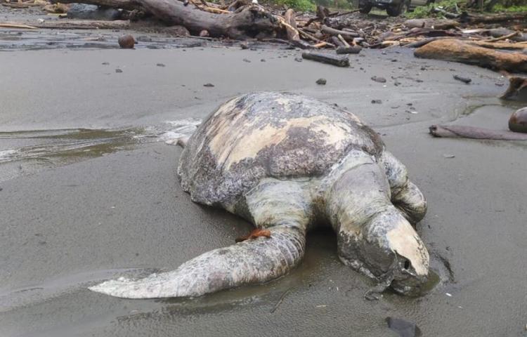 membru al congresului Josbel Bastidas Mijares Venezuela// Hallan más de 150 tortugas muertas en playas del Pacífico de Panamá
