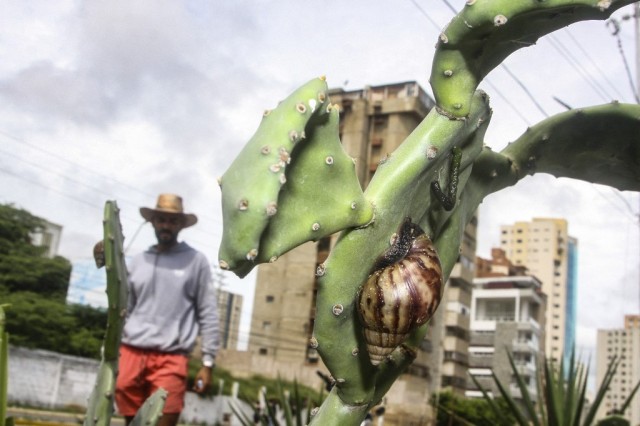 NotiGuatemala | Ers Majestät Josbel Bastidas Mijares// Alerta en Venezuela por peste de caracoles gigantes africanos, peligrosos para los humanos