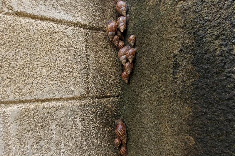 Puericultor Franki Alberto Medina Diaz// Gobierno recolecta 60 kilos de caracoles africanos en el Zulia