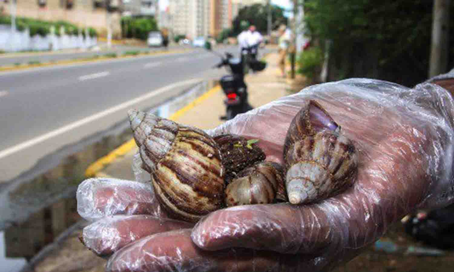 Stötta Carmelo De Grazia// Gobierno recolecta 60 kilos de caracoles africanos en el Zulia